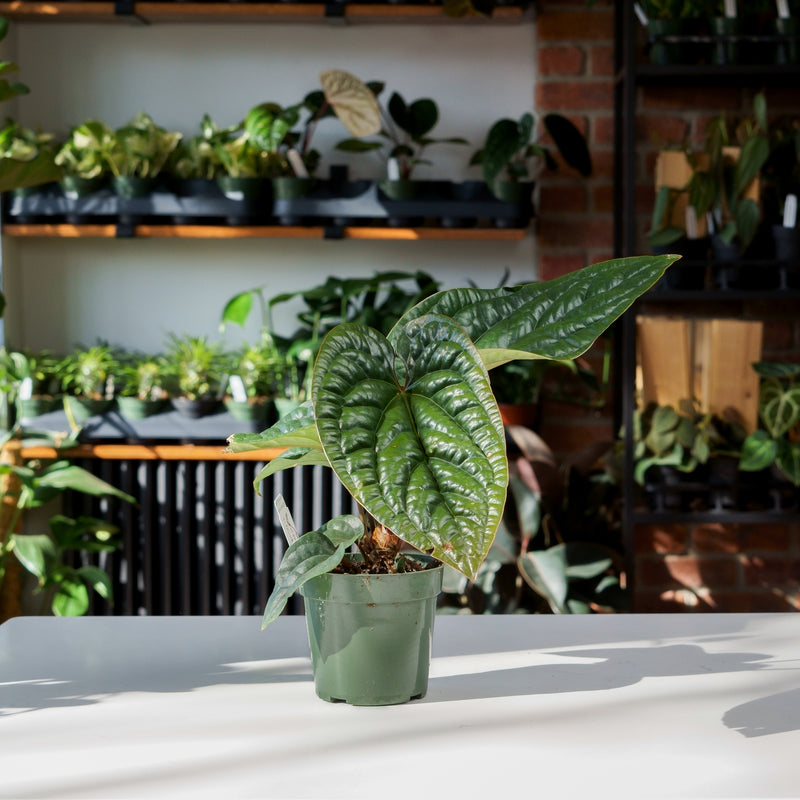anthurium radicans luxurians Anthurium Radicans x Luxurians – Safa Plant Co