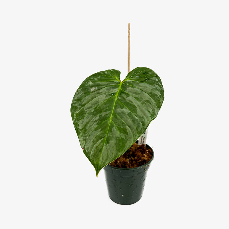 Philodendron Majestic - Rooted Cutting