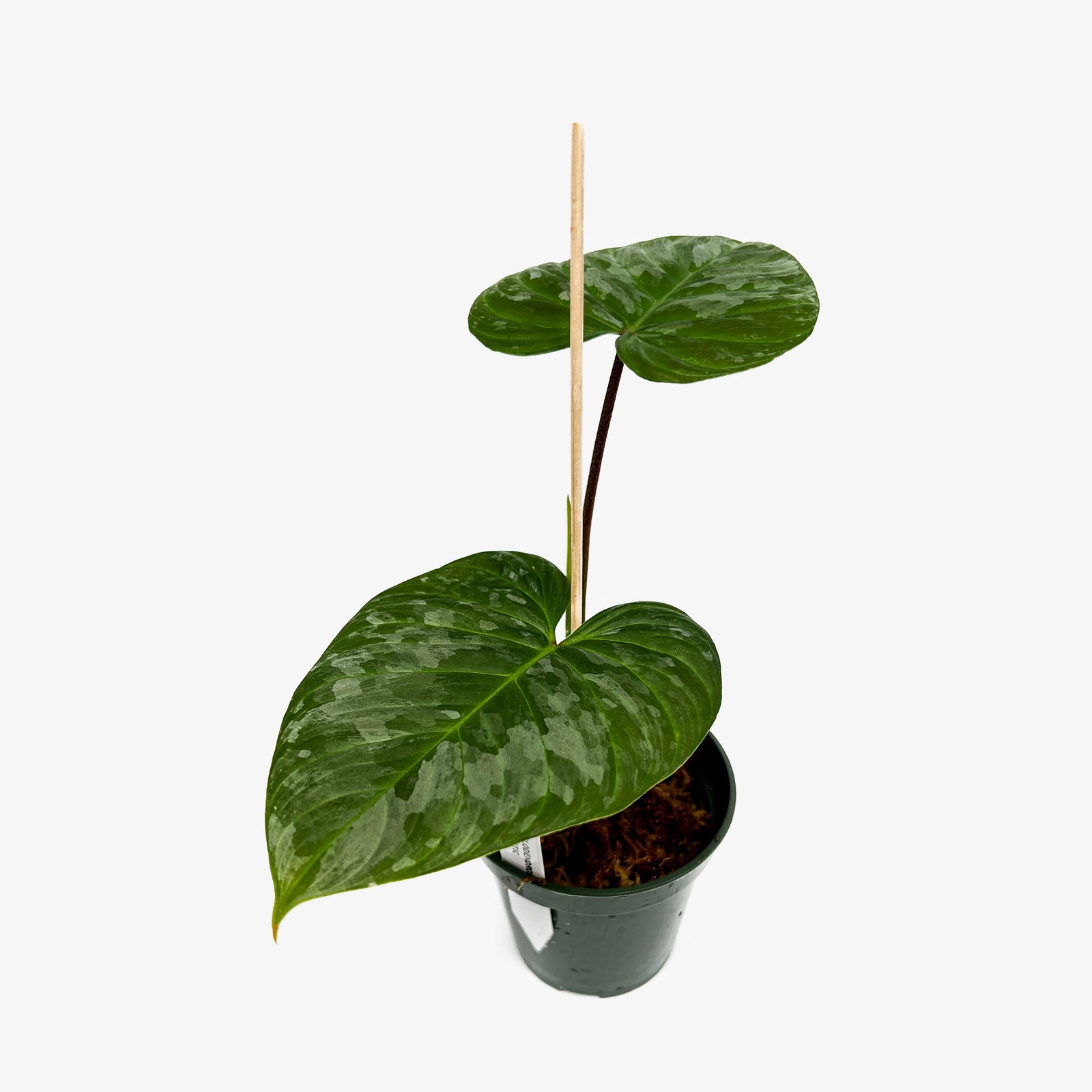 Philodendron Majestic – Safa Plant Co