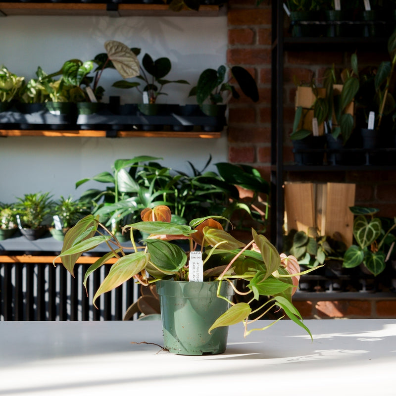 where to buy philodendron micans Philodendron micans – Safa Plant Co