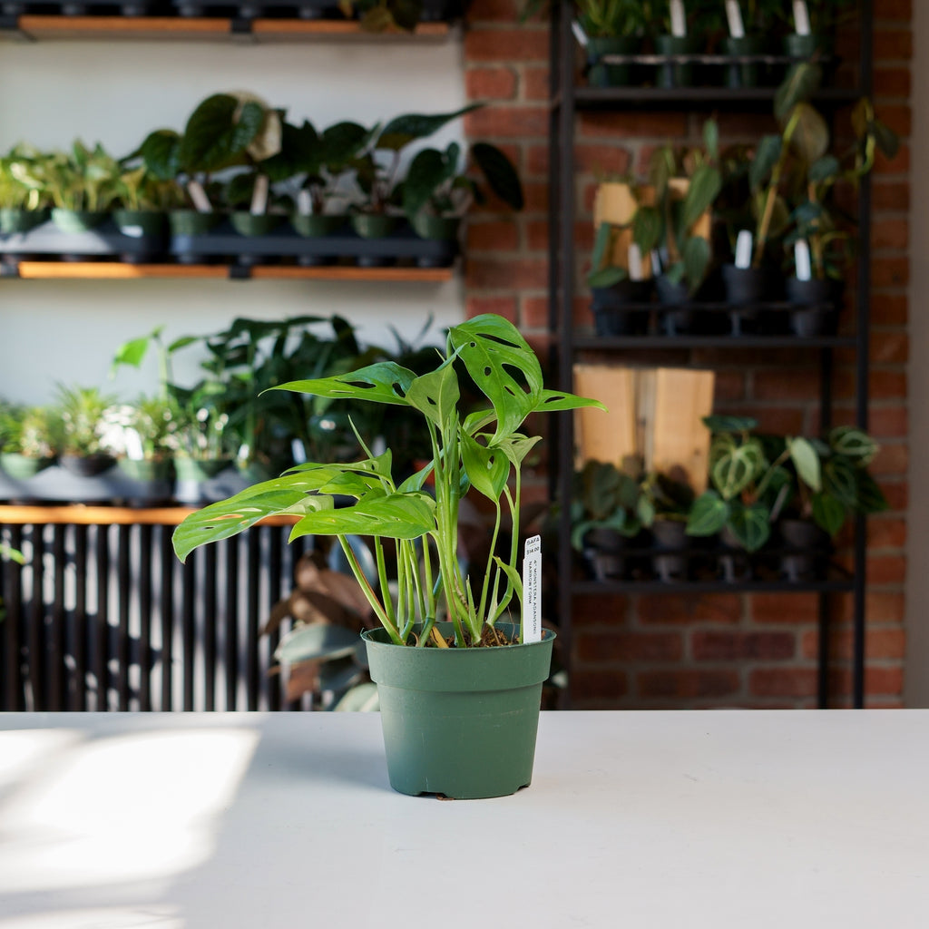 Monstera Adansonii Narrow Form – Safa Plant Co