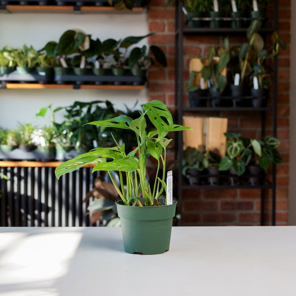 Monstera Adansonii Narrow Form