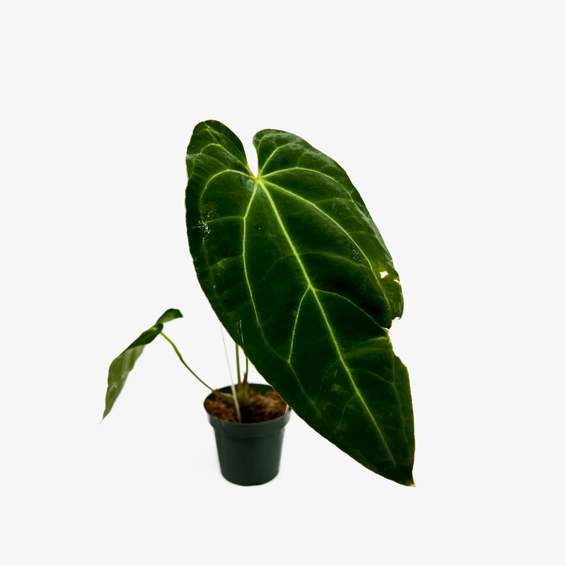 anthurium papillilaminum x magnificum Anthurium Papi Mag x Crystallinum – Safa Plant Co