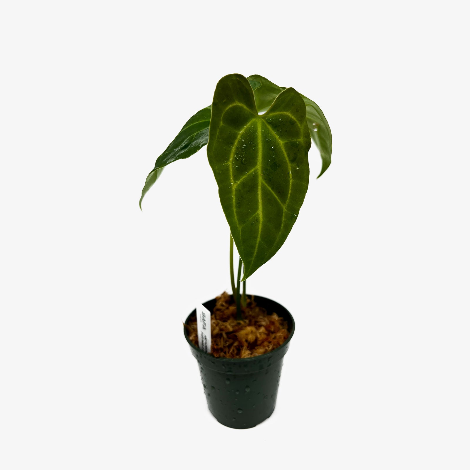 anthurium crystallinum x papillilaminum Anthurium Papi Mag x Crystallinum – Safa Plant Co