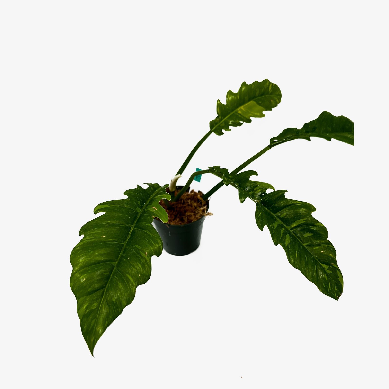 Philodendron Ring of Fire  Safa Plant Co