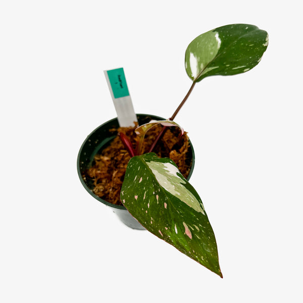 Philodendron Red Anderson