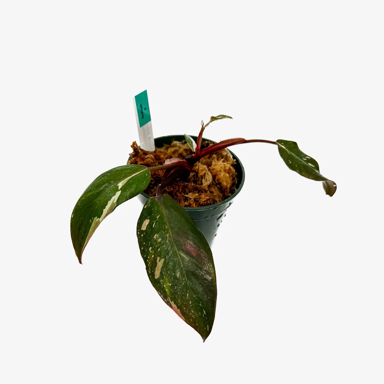Philodendron Red Anderson – Safa Plant Co