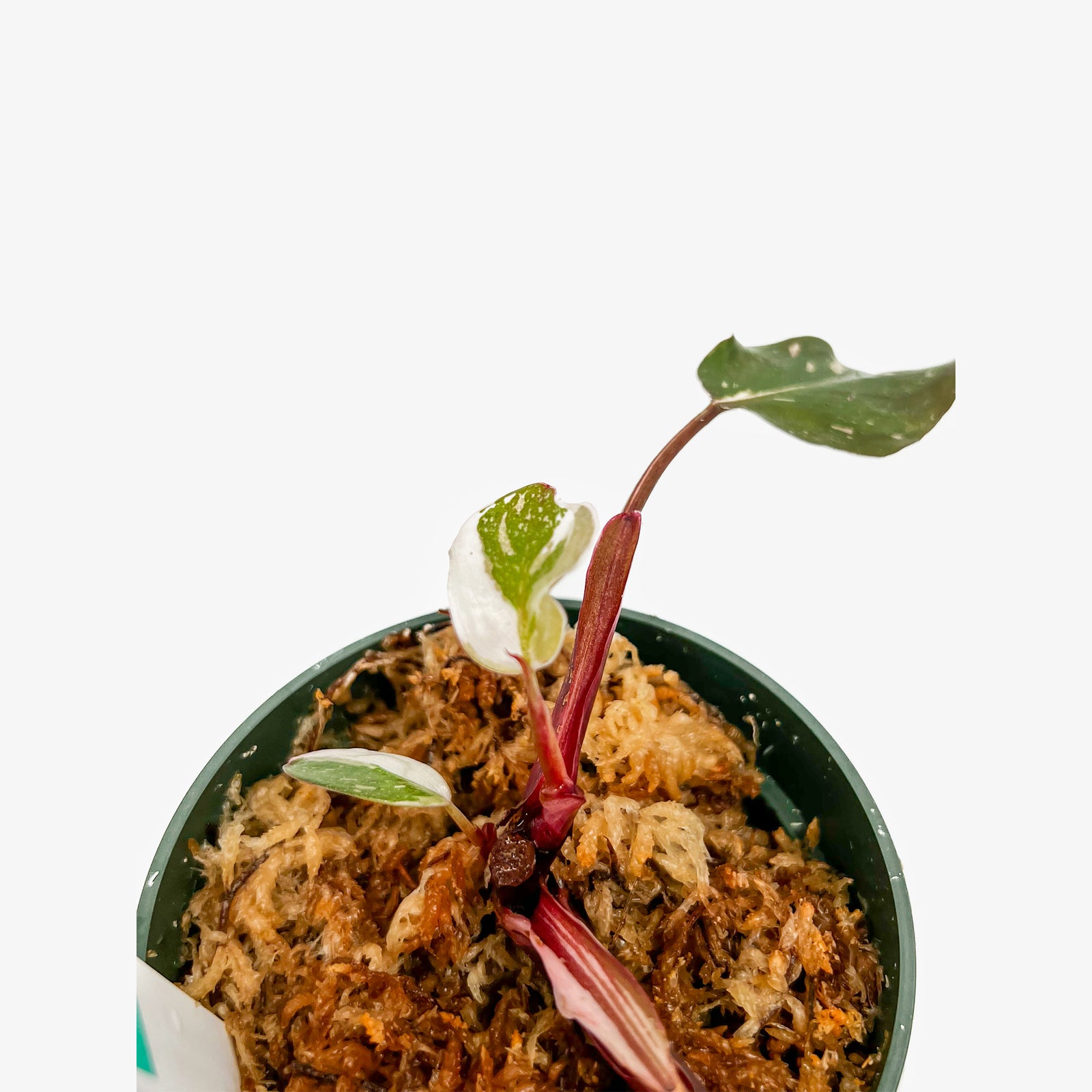 Philodendron Red Anderson – Safa Plant Co