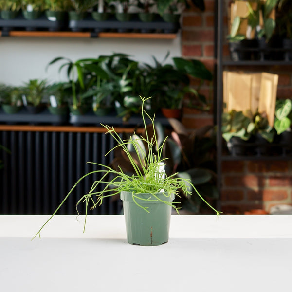 rhipsalis indoor plant Rhipsalis Burchellii – Safa Plant Co