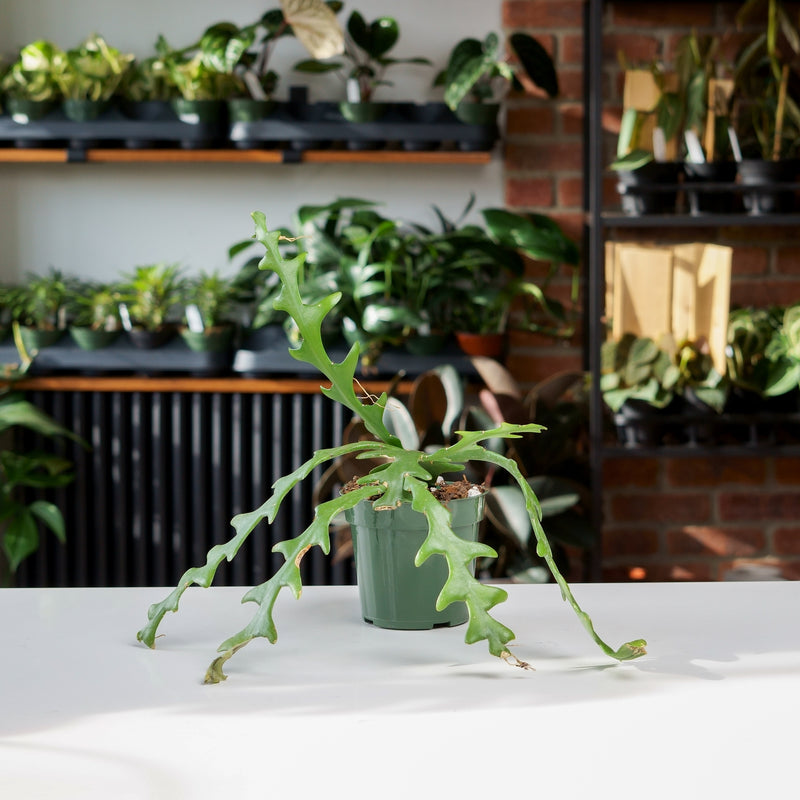 Large Ric Rac Cactus Ric Rac Cactus – Safa Plant Co