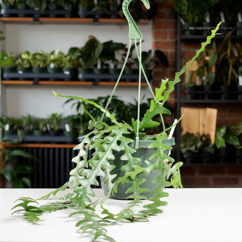 rick rack plant Ric Rac Cactus – Safa Plant Co