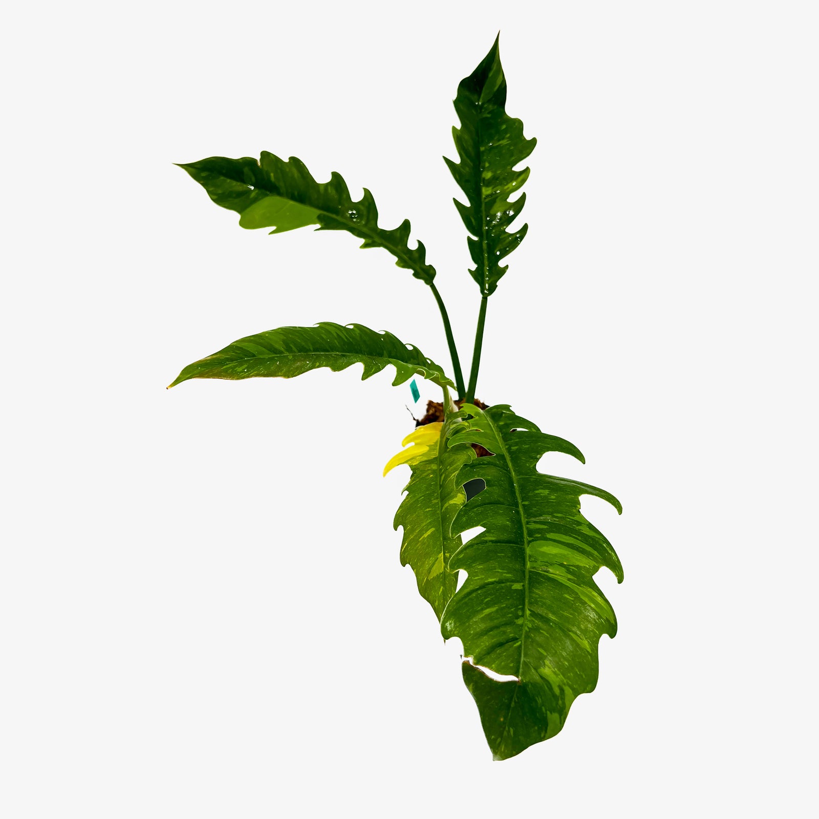 vine succulent Leafy Vine | Hanging Plants | Pangea Reptile main image 1