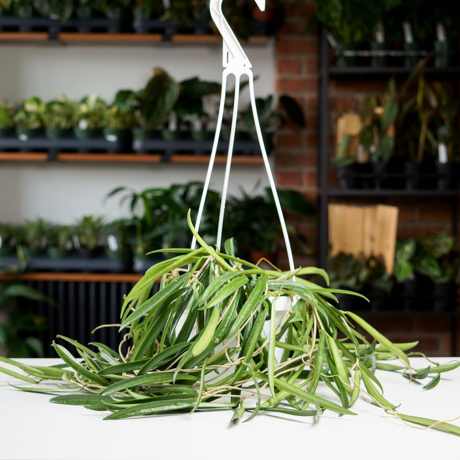Hoya Shepherdii – Safa Plant Co