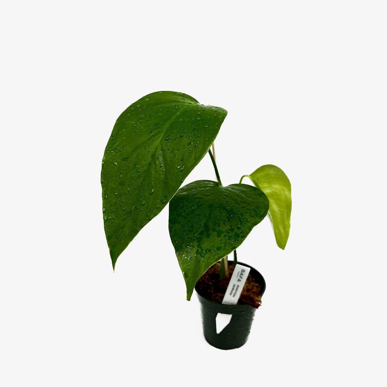 sierrana monstera Monstera Deliciosa Var. Sierrana – Safa Plant Co