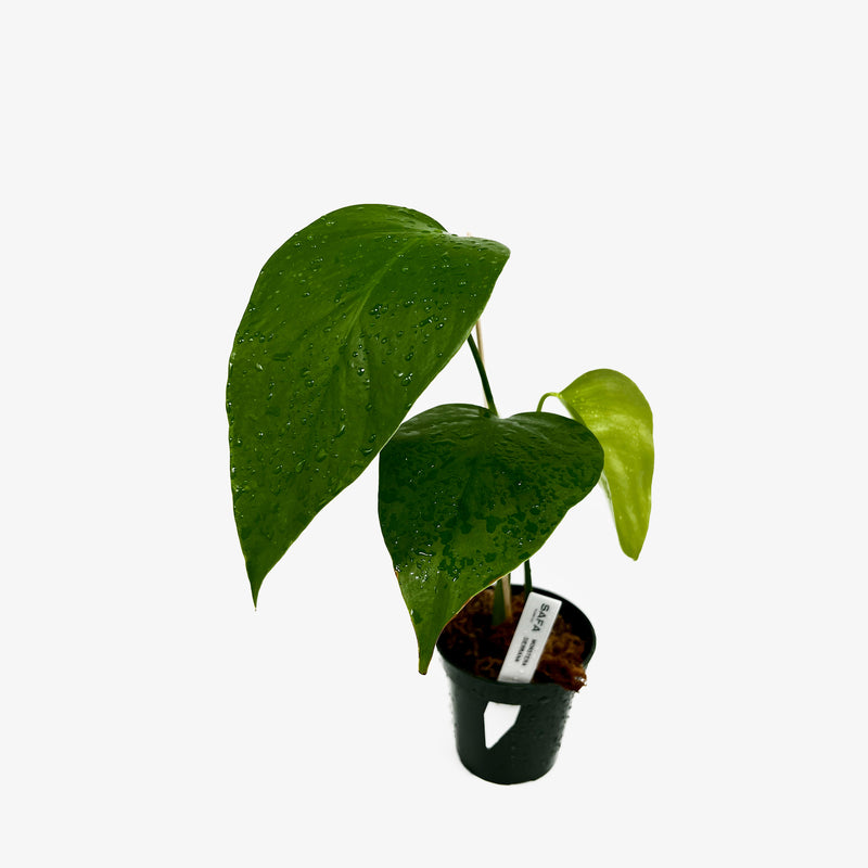 monstera deliciosa var. sierrana Monstera Deliciosa Var. Sierrana – Safa Plant Co