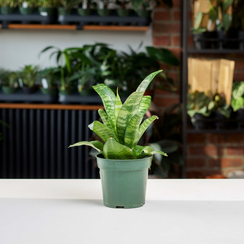 pinterest snake plant Snake Plant – Safa Plant Co