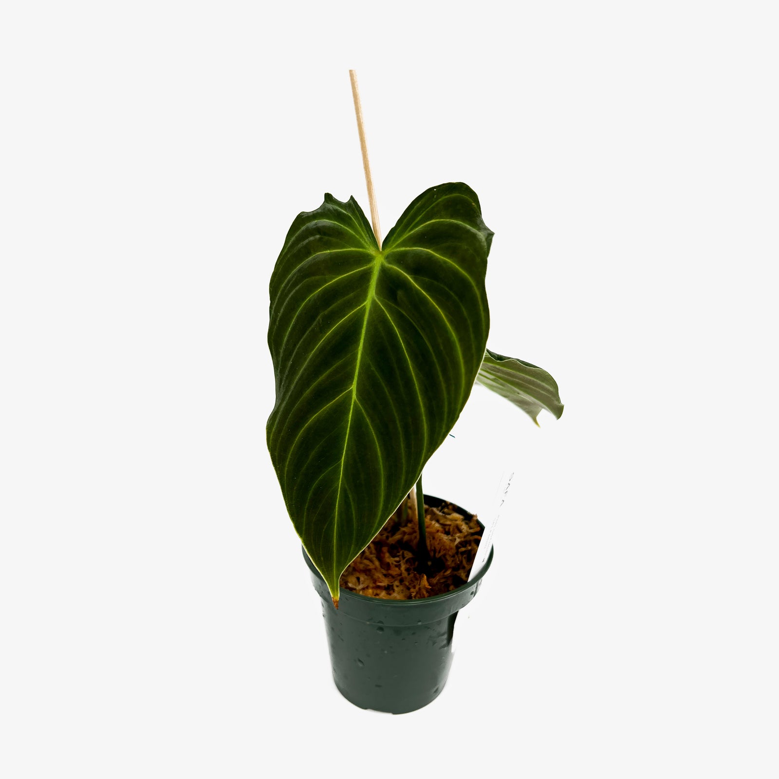 philodendron splendid mature Philodendron Splendid – Safa Plant Co