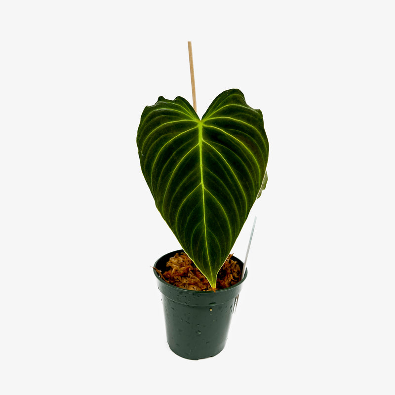 Philodendron Splendid - Rooted Cuttings
