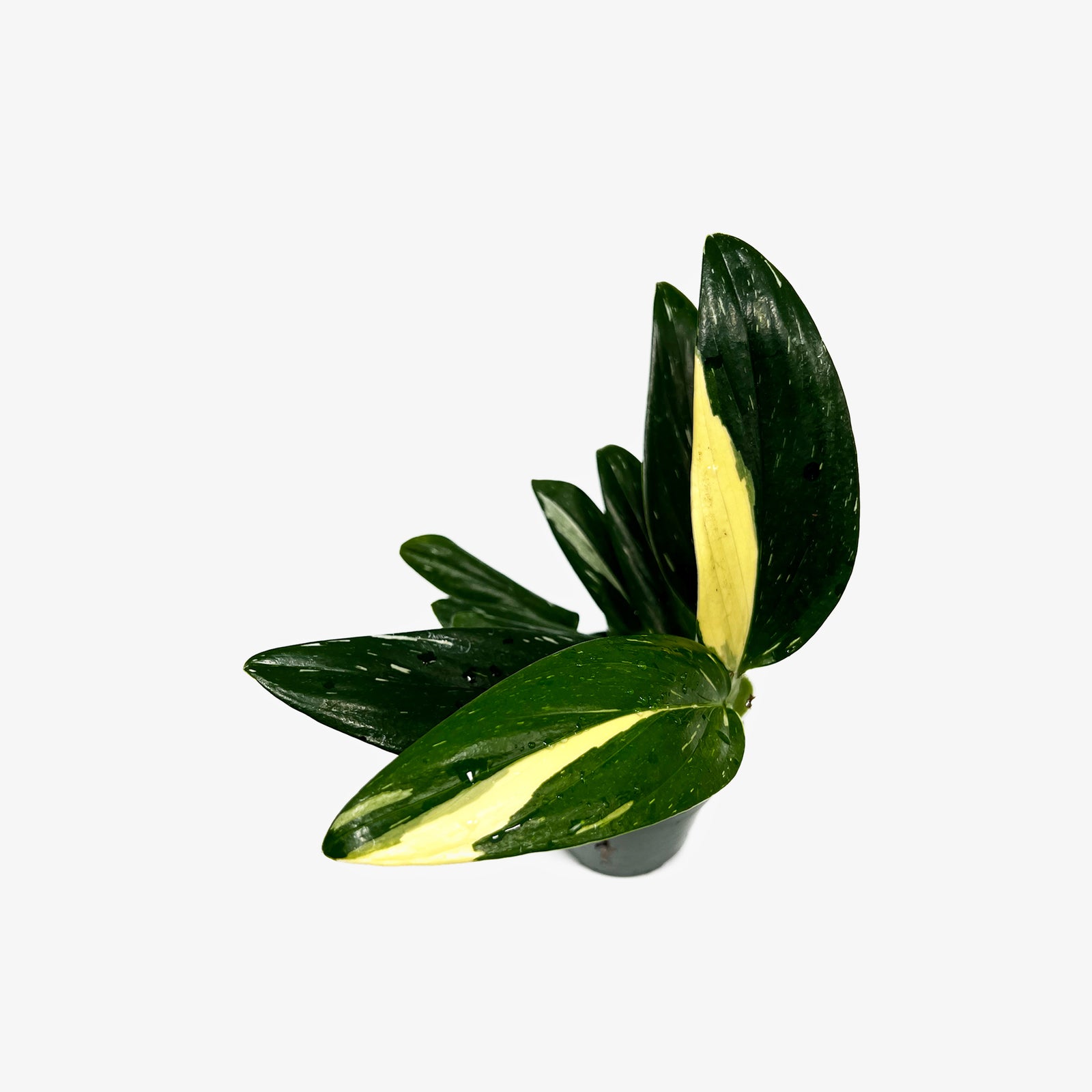 Monstera Standleyana Albo – Safa Plant Co