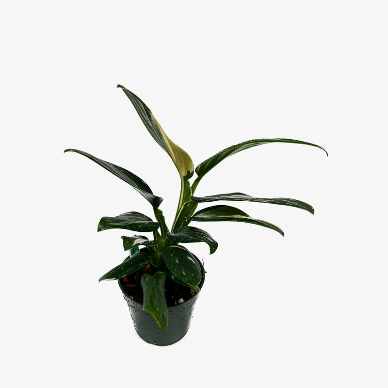 monstera standleyana albo price Monstera Standleyana Albo – Safa Plant Co