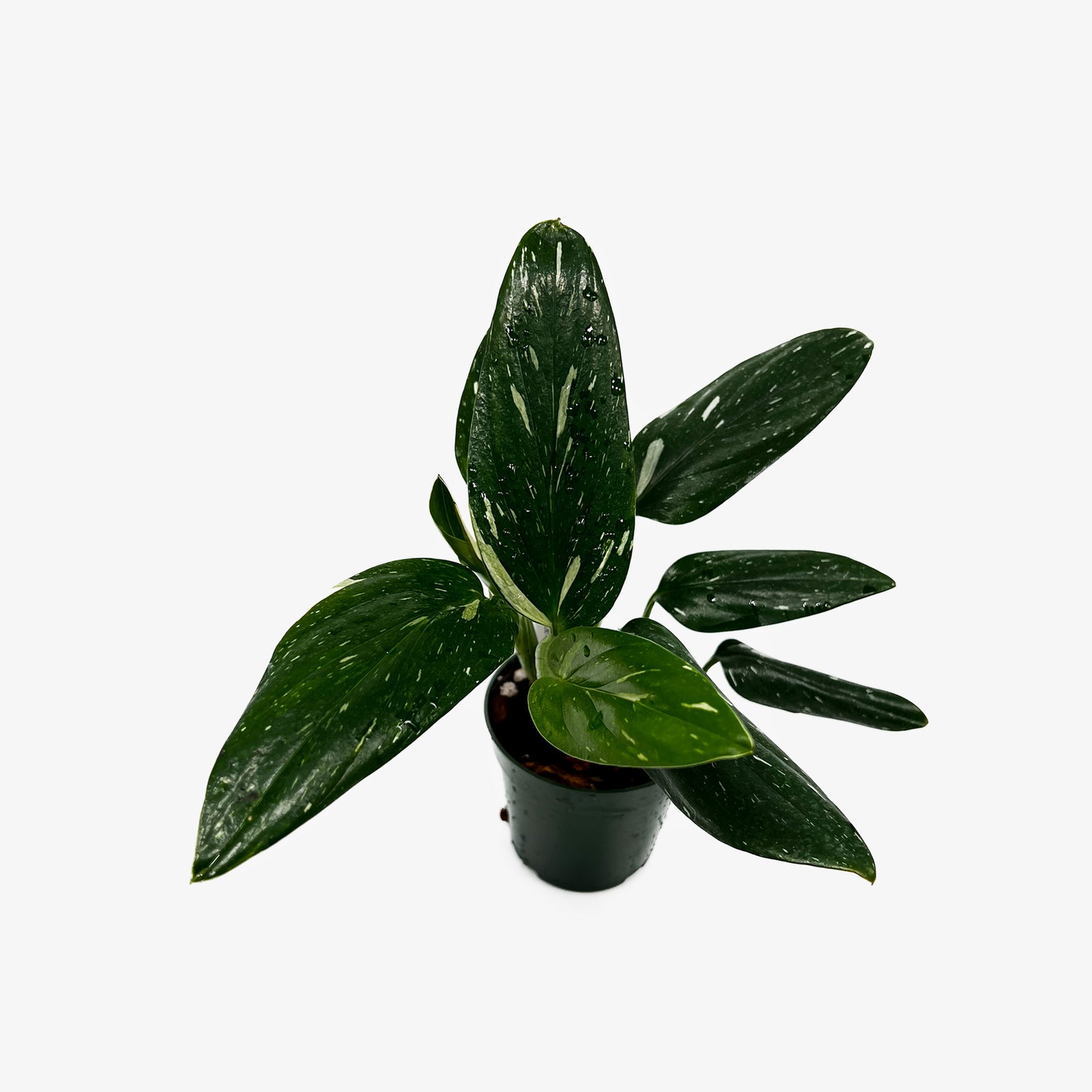 monstera talent atlanta ga Monstera Standleyana Albo – Safa Plant Co