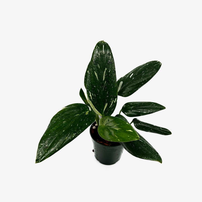 monstera standleyana fenestration Monstera Standleyana Albo – Safa Plant Co