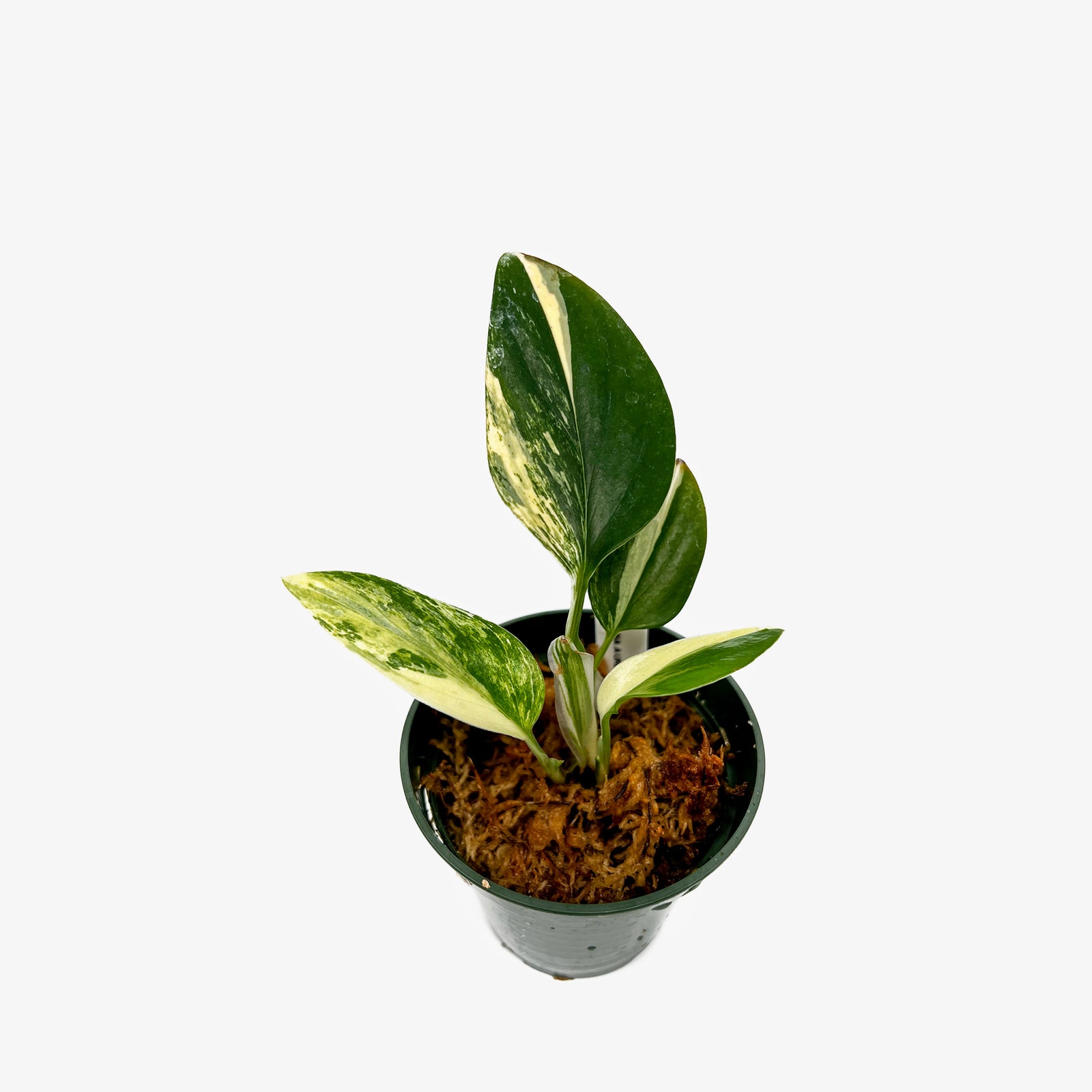 philodendron kopfsteckling Philodendron Melanochrysum Steckling – whiteleafplants main image 1