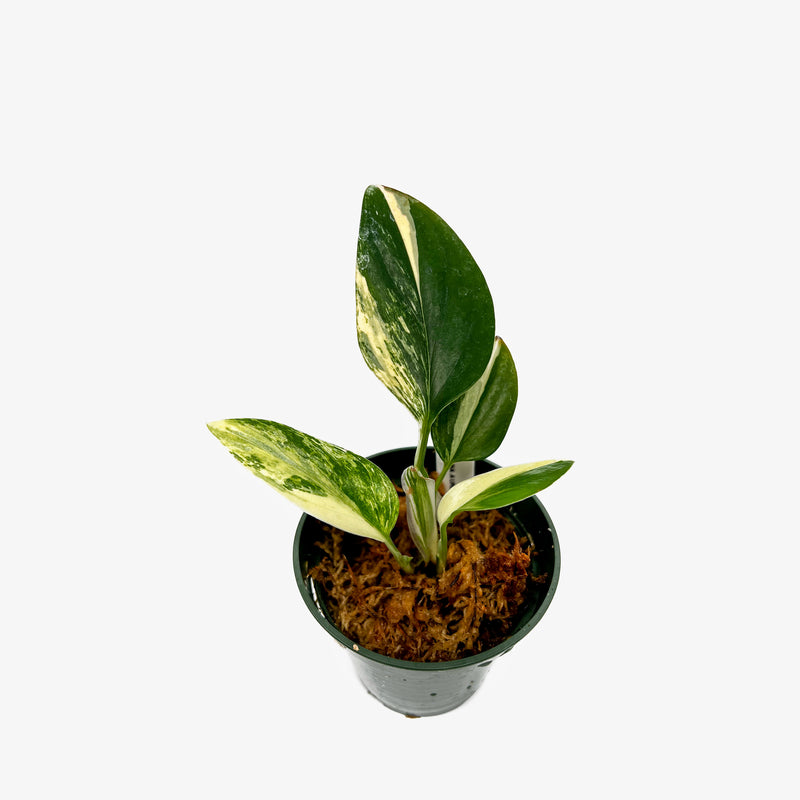 monstera standleyana fenestration Monstera Standleyana Aurea