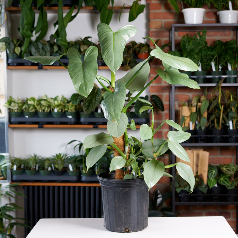 silver sword philodendron large Philodendron Silver Sword – Safa Plant Co
