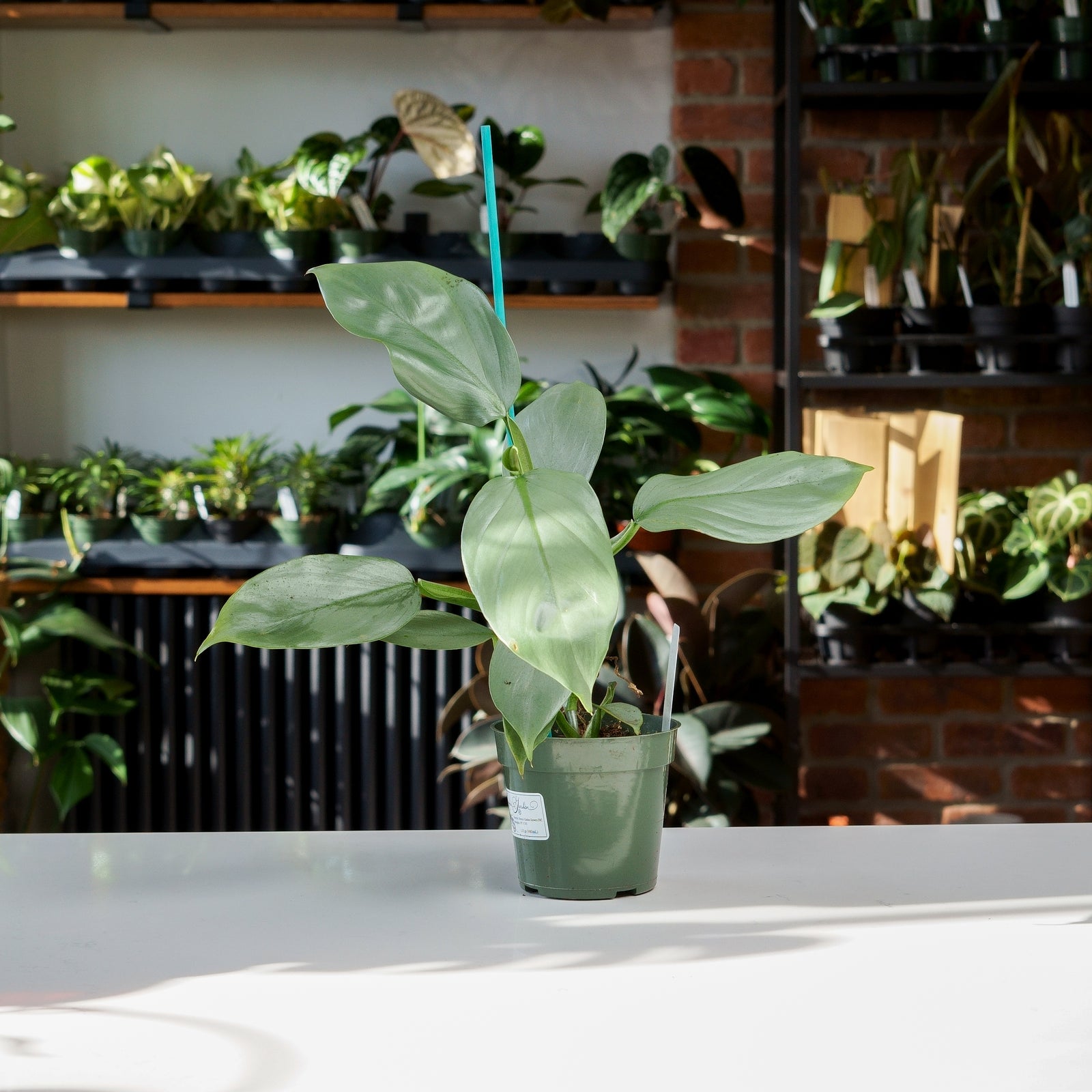 Philodendron Silver Sword – Safa Plant Co