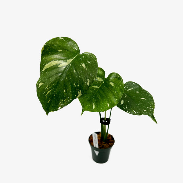 Monstera Deliciosa 'Thai Constellation'