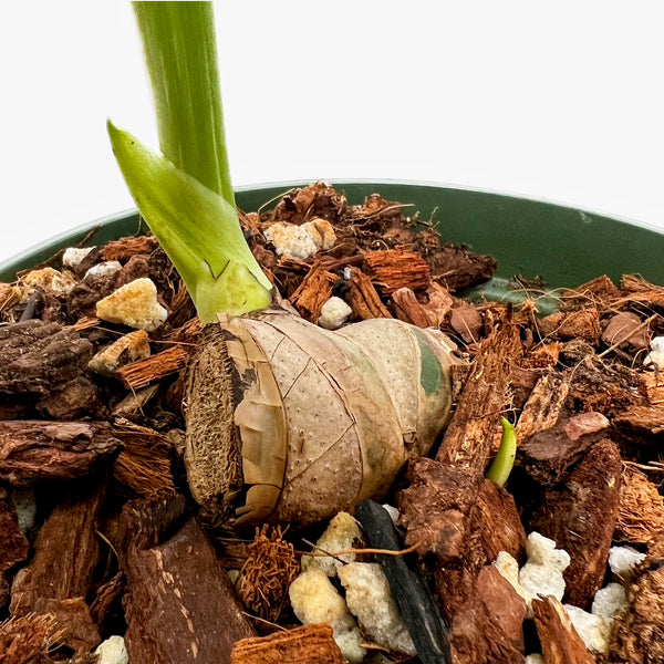 Monstera Deliciosa 'Thai Constellation' - Chunk Grown