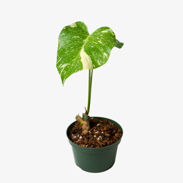 Monstera Deliciosa 'Thai Constellation'
