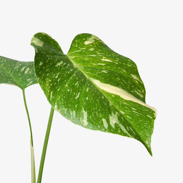 Monstera Deliciosa 'Thai Constellation' - Chunk Grown