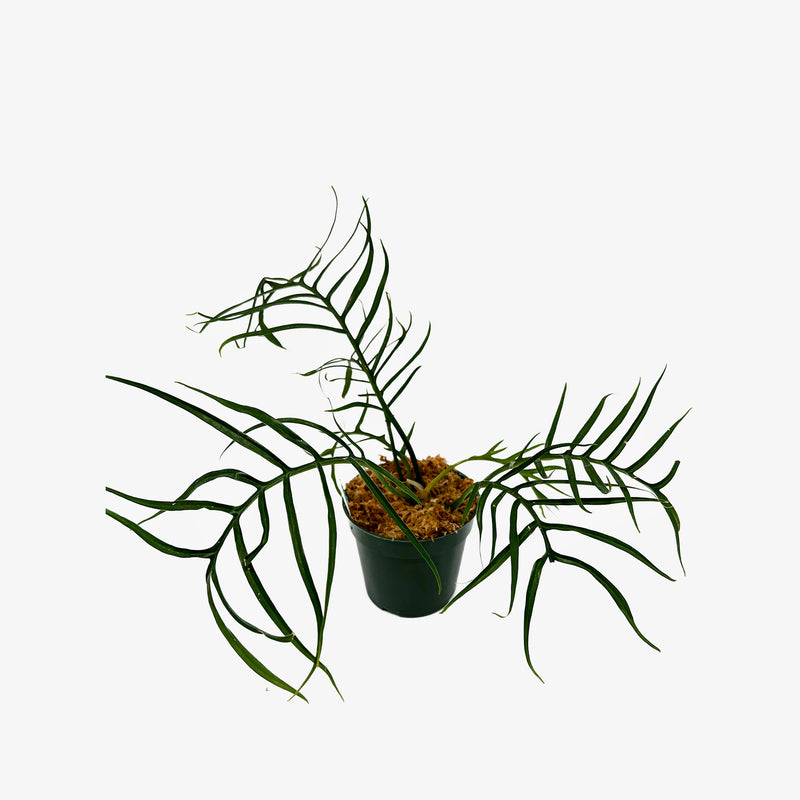 Philodendron Tortum