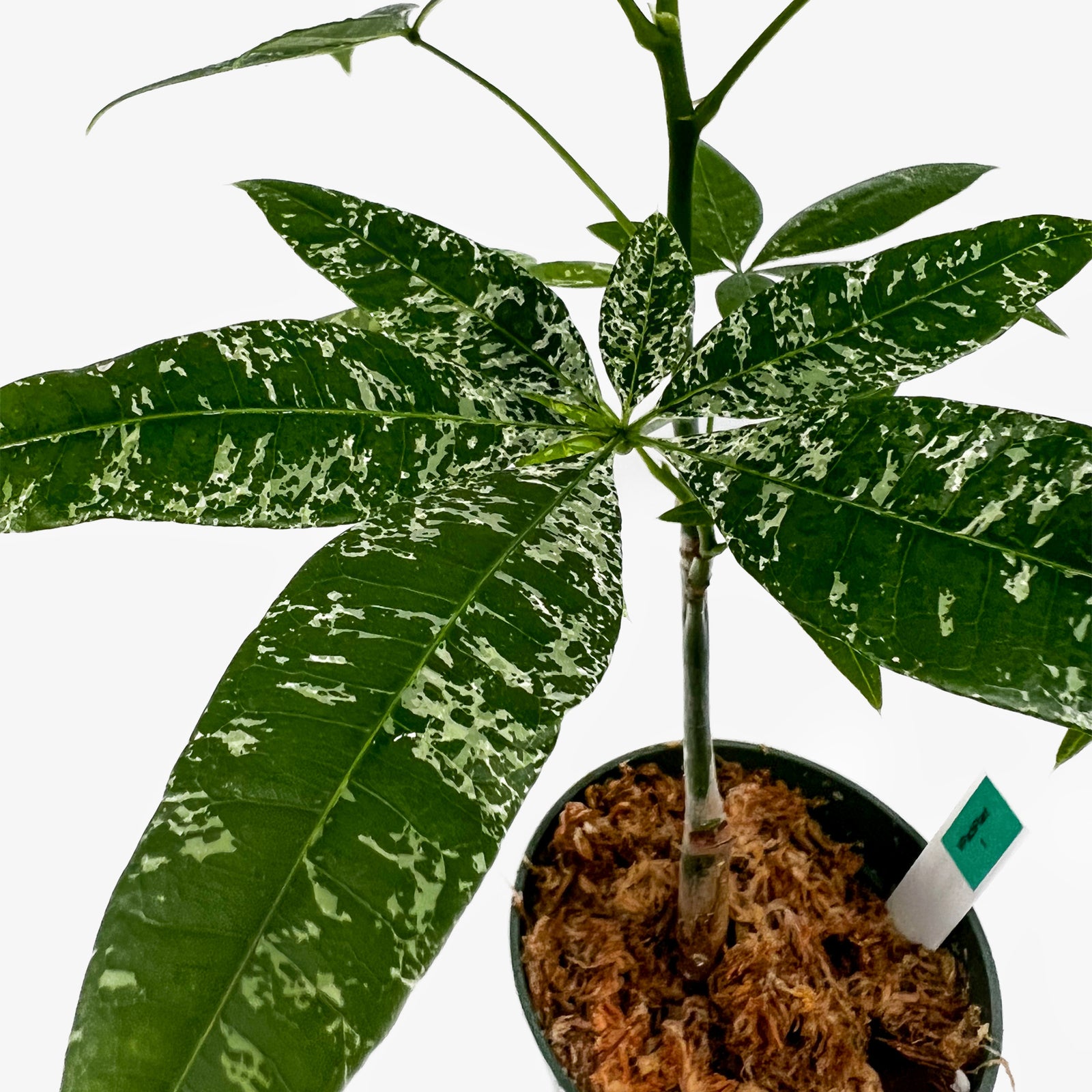 Pachira Aquatica Variegated – Safa Plant Co