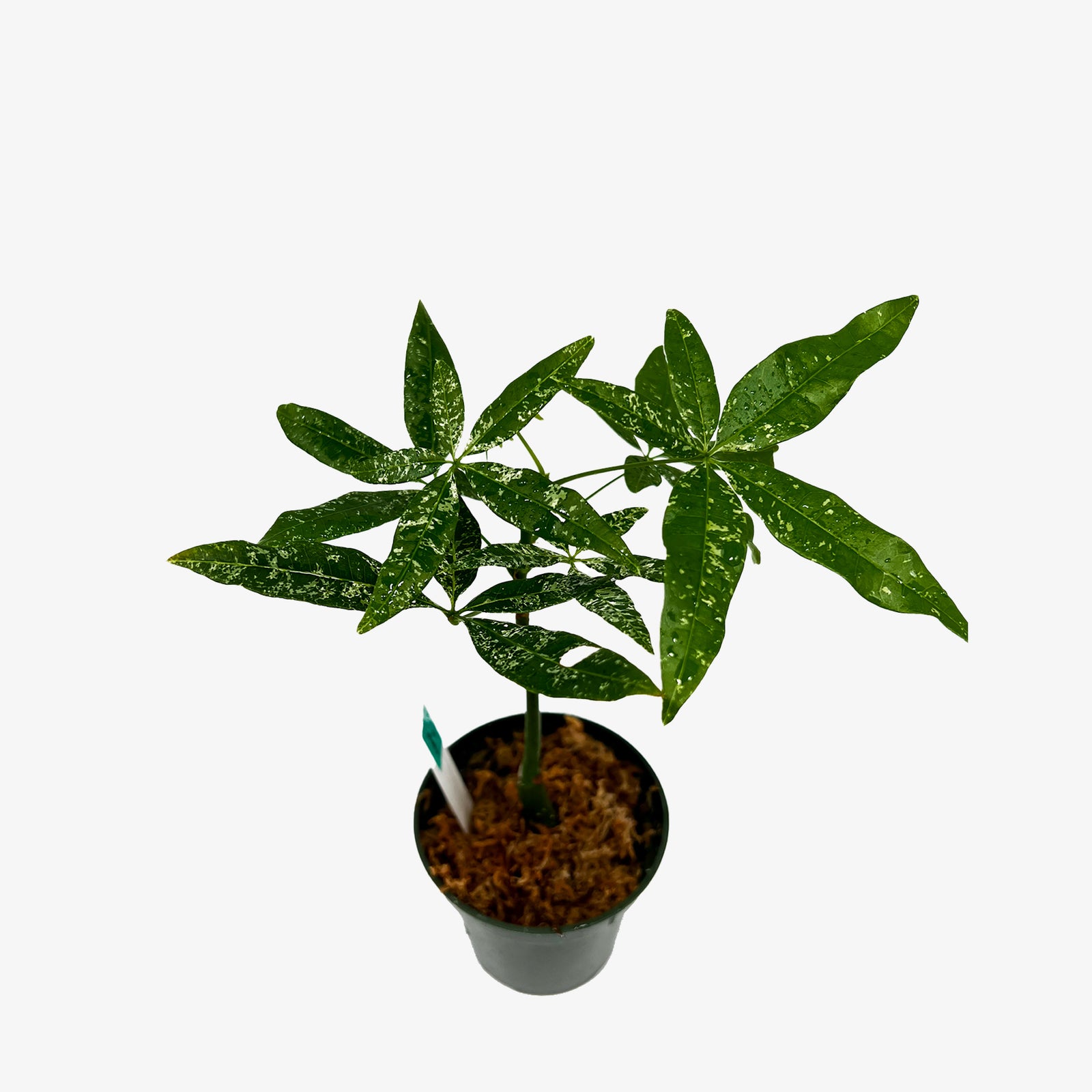 Pachira Aquatica Variegated – Safa Plant Co