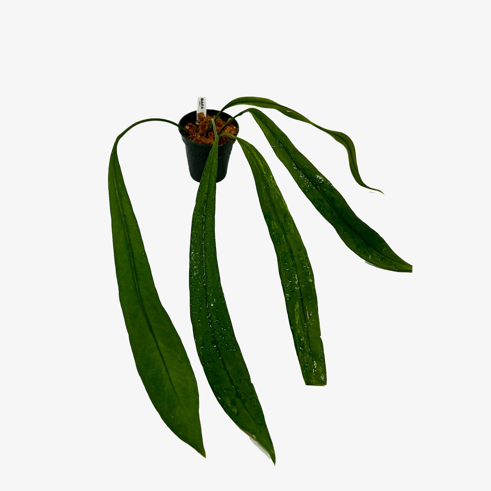 Anthurium Vittarifolium Variegated – Safa Plant Co