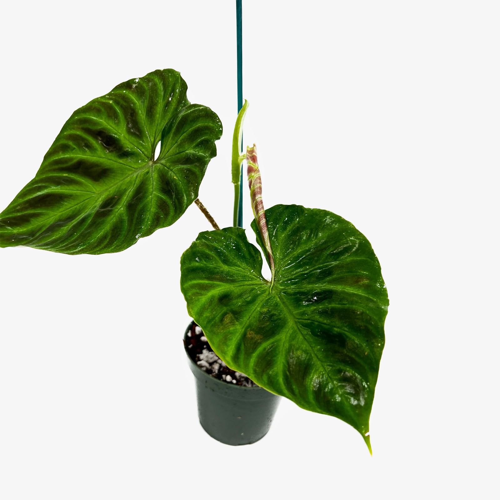 philodendron verru Philodendron Verrucosum