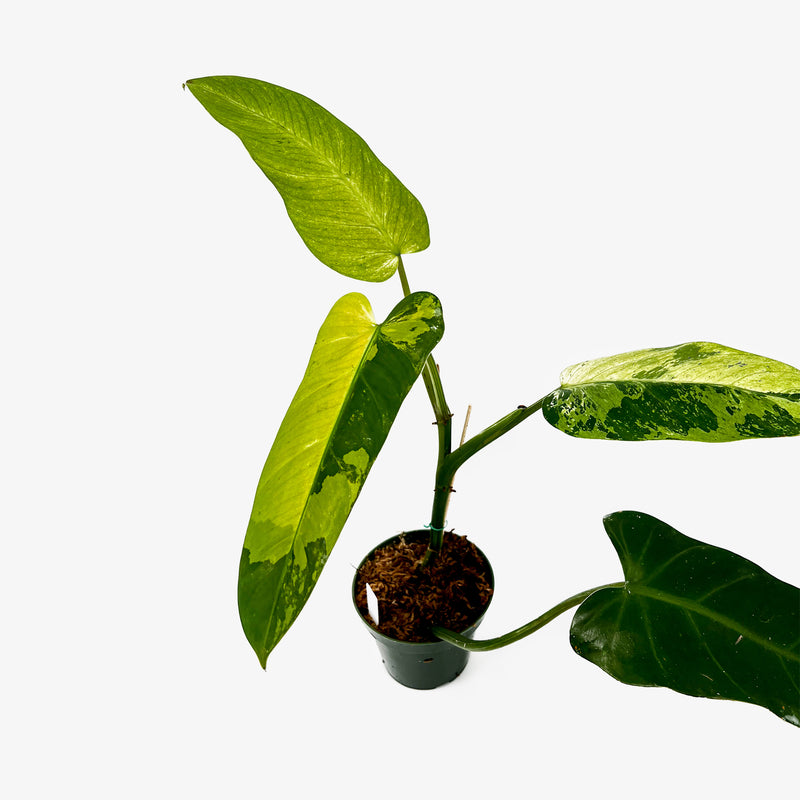 philodendron mottled whipple Philodendron 'Whipple Way' Sport – Safa Plant Co
