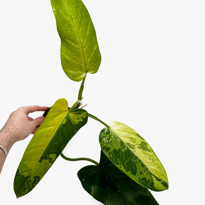 philodendron sport Philodendron 'Whipple Way' Sport