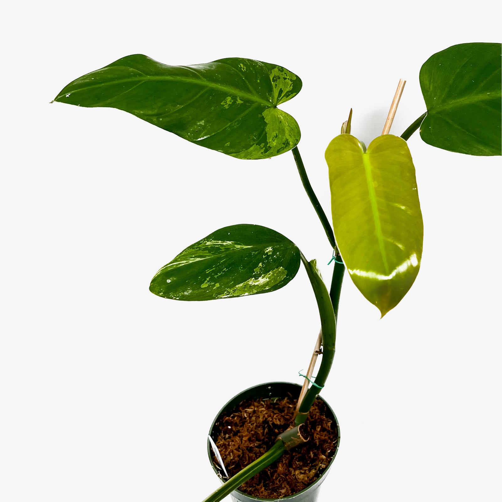 Philodendron 'Whipple Way' Sport – Safa Plant Co