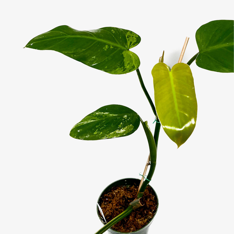 philodendron sport Philodendron 'Whipple Way' Sport