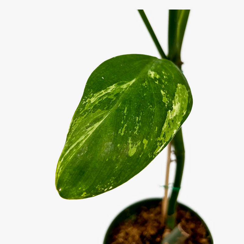 Philodendron 'Whipple Way' Sport – Safa Plant Co