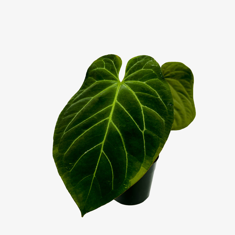anthurium effusispathum Anthurium Wuhoo's First Night
