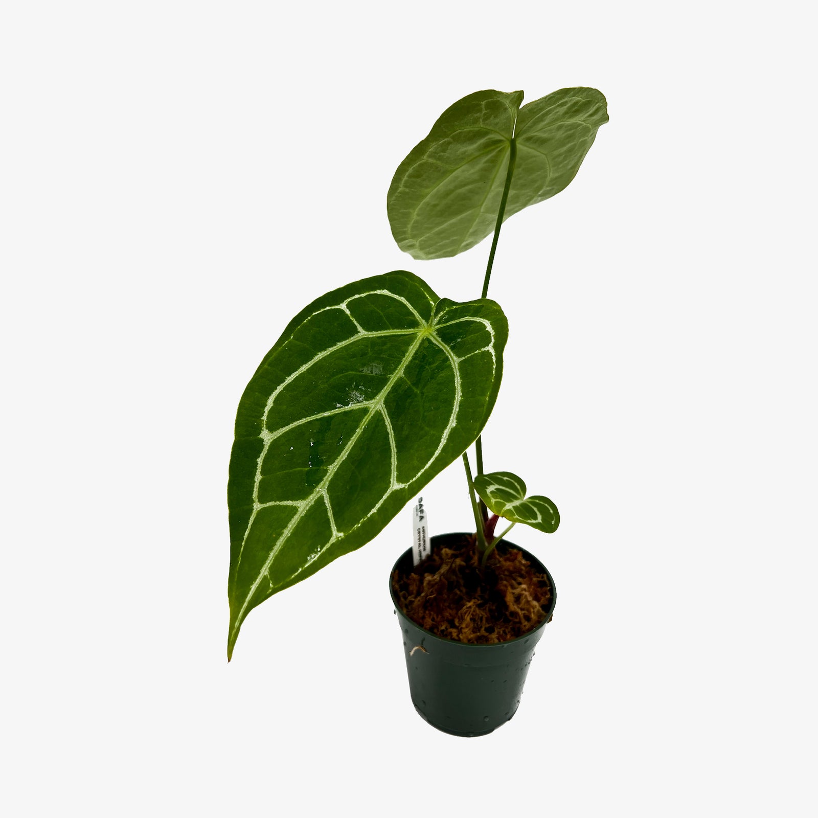 Anthurium ‘Crystal Hope’ クリスタルホープ 美株 レア Anthurium crystallinum 'Crystal Hope' – Iridescent Veins Hybrid