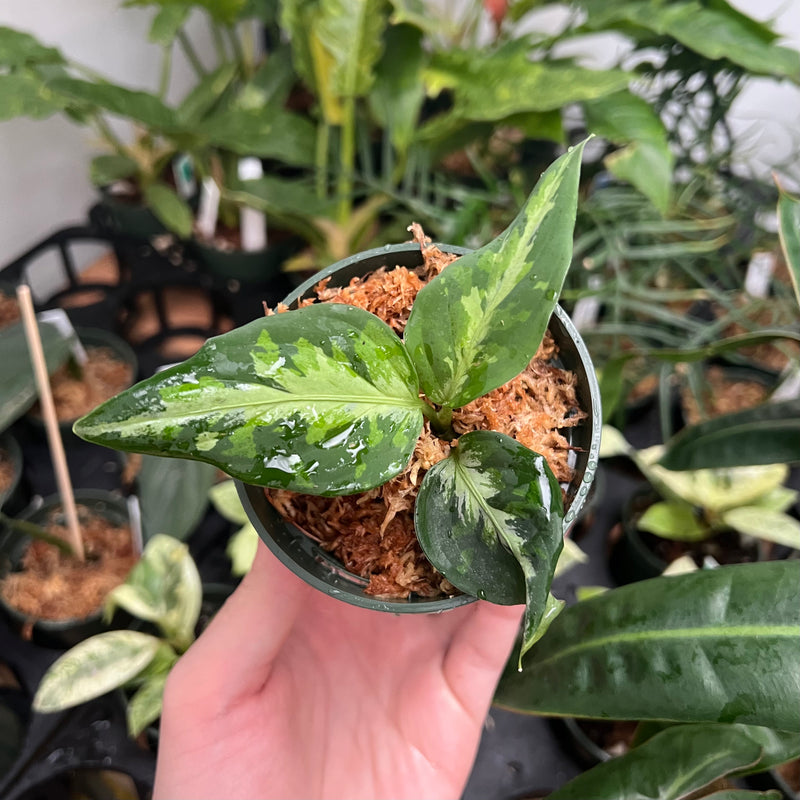 Aglaonema Pictum Tricolor – Safa Plant Co